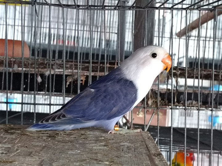 Sable​ Violet​