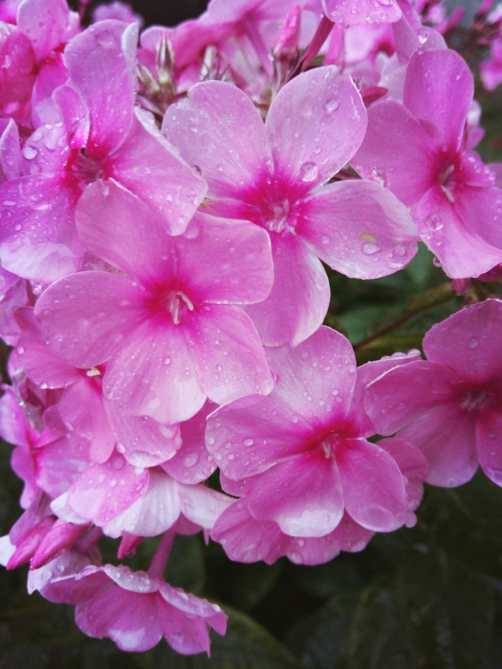 flowers after summer rain