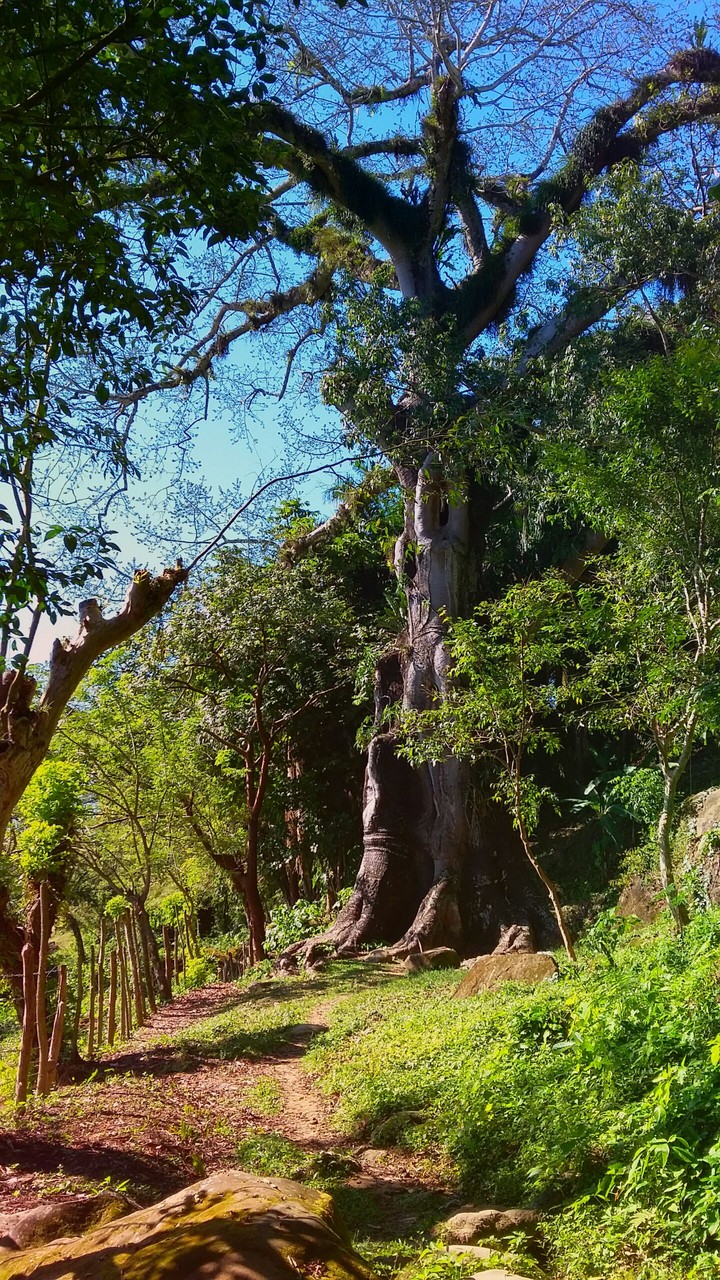 an old tree.