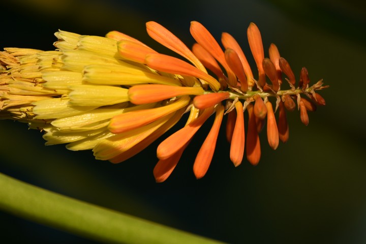 Flower Bloom