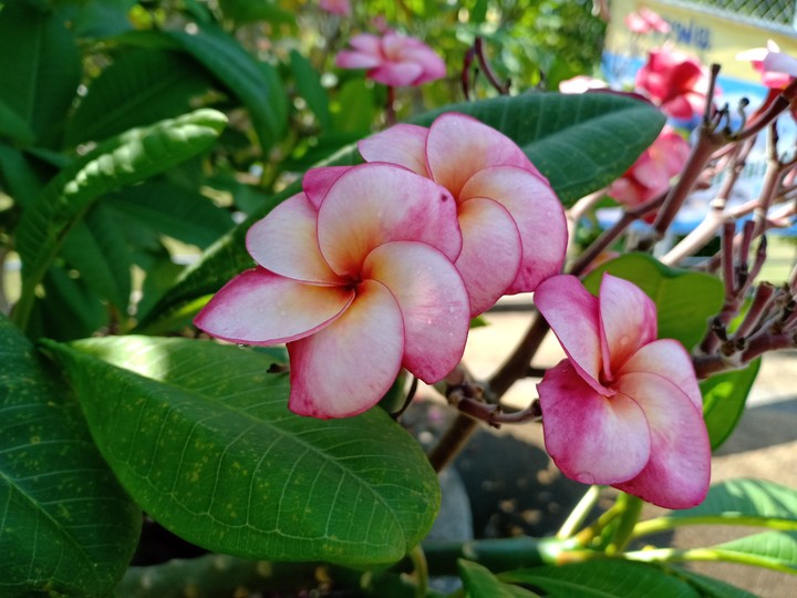 flower