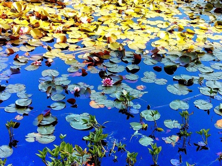 lotus