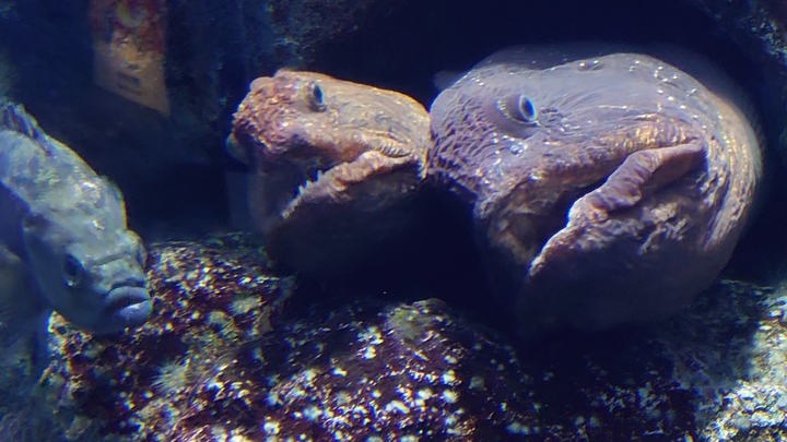 魚