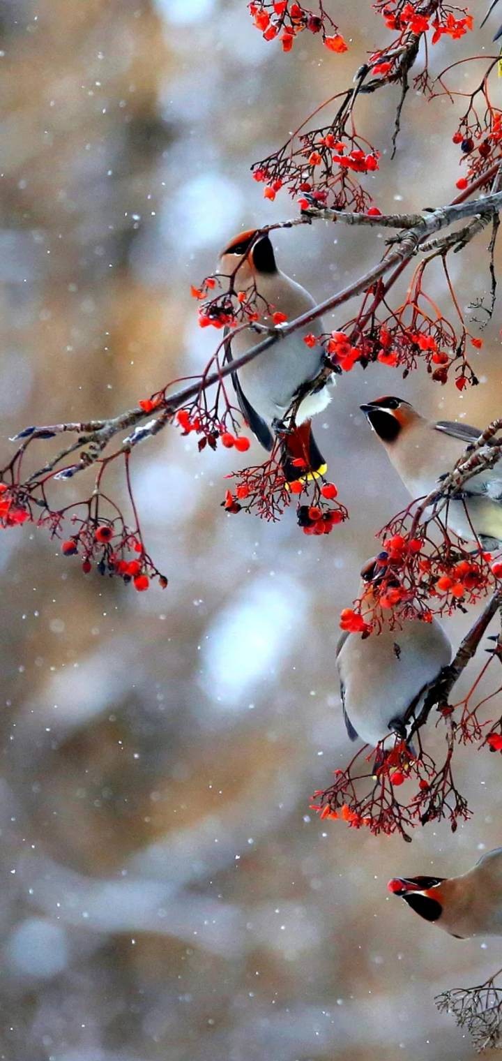 birds......