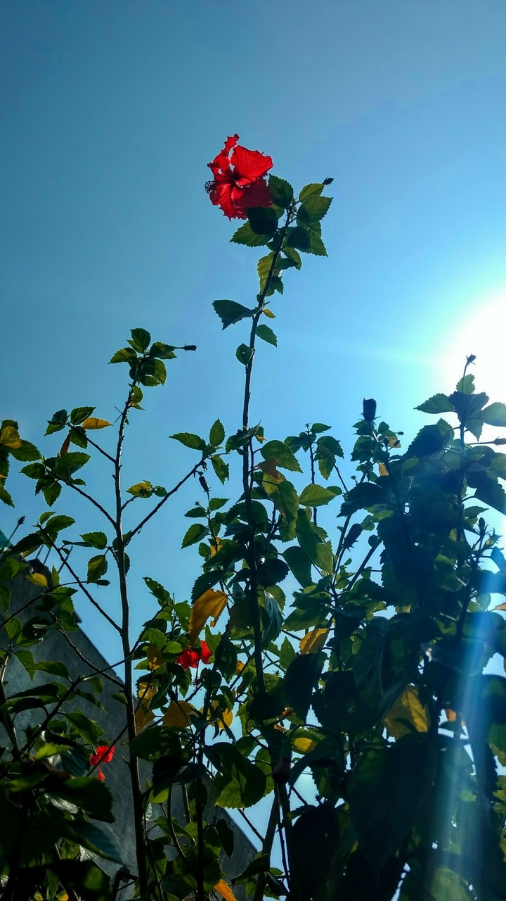 blue sky