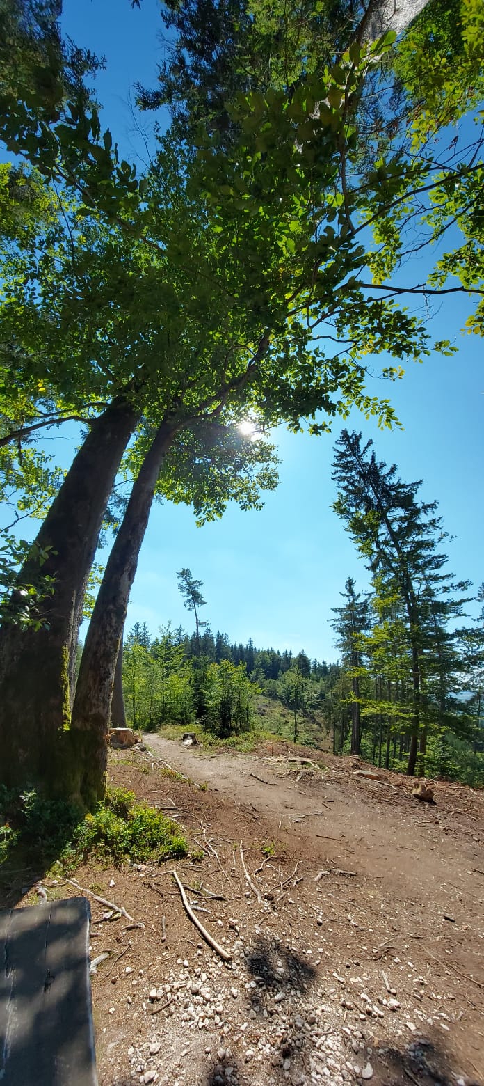 forest