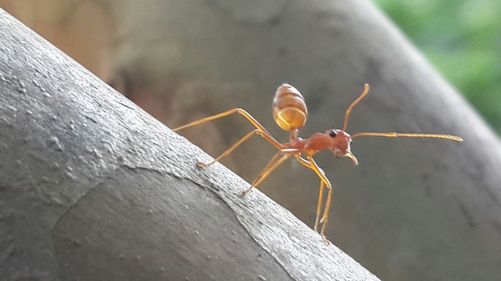 my click