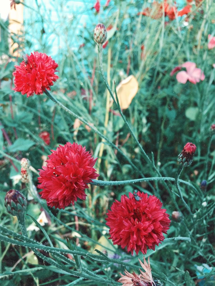 цветы