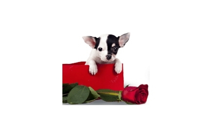 Dog in a box