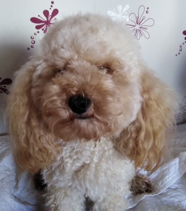Teddy