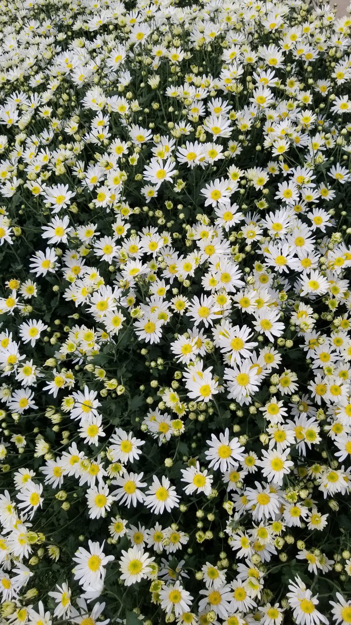 daisy