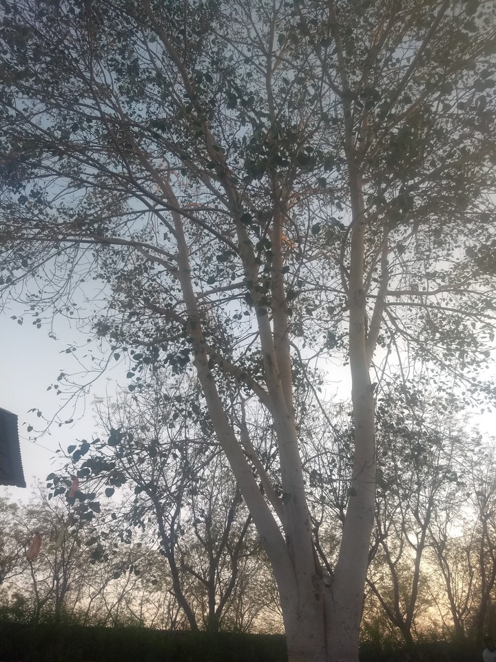 tree