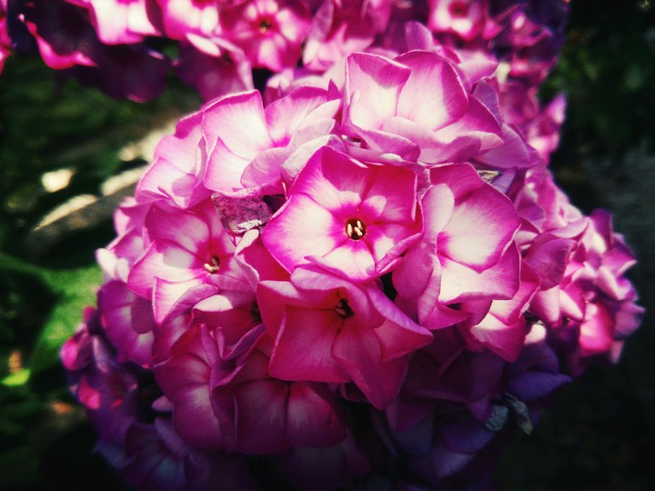 Pink Flowers