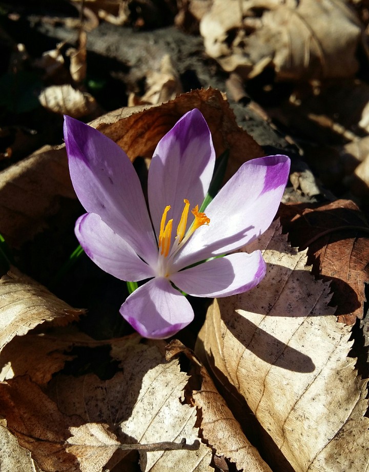spring vibes