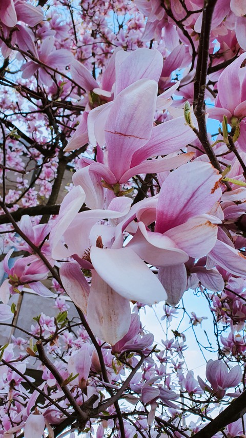 spring