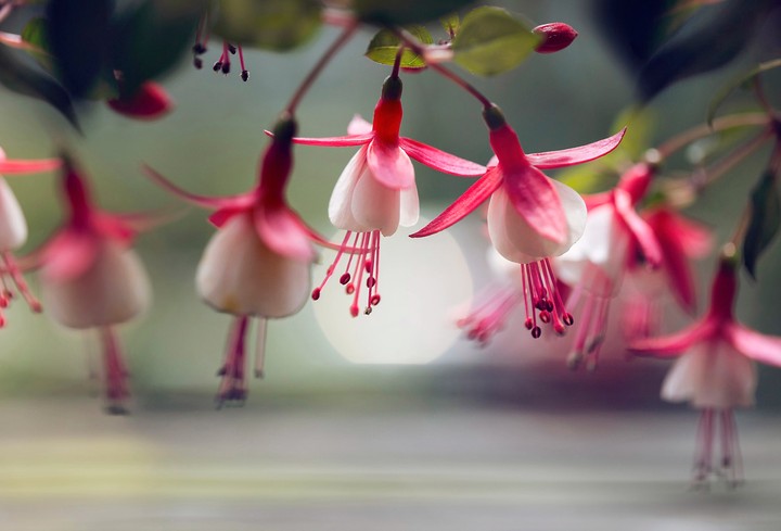 Flovers