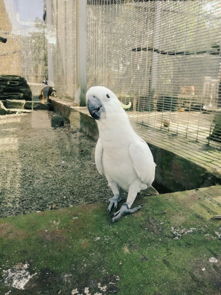 BIRD
