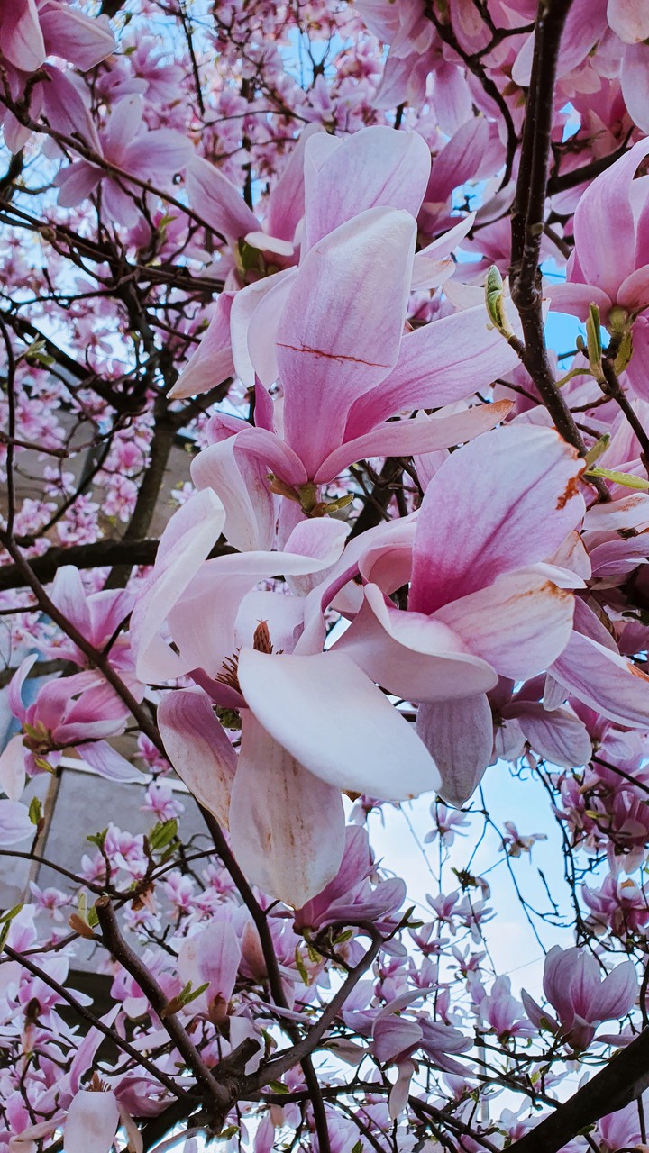 spring
