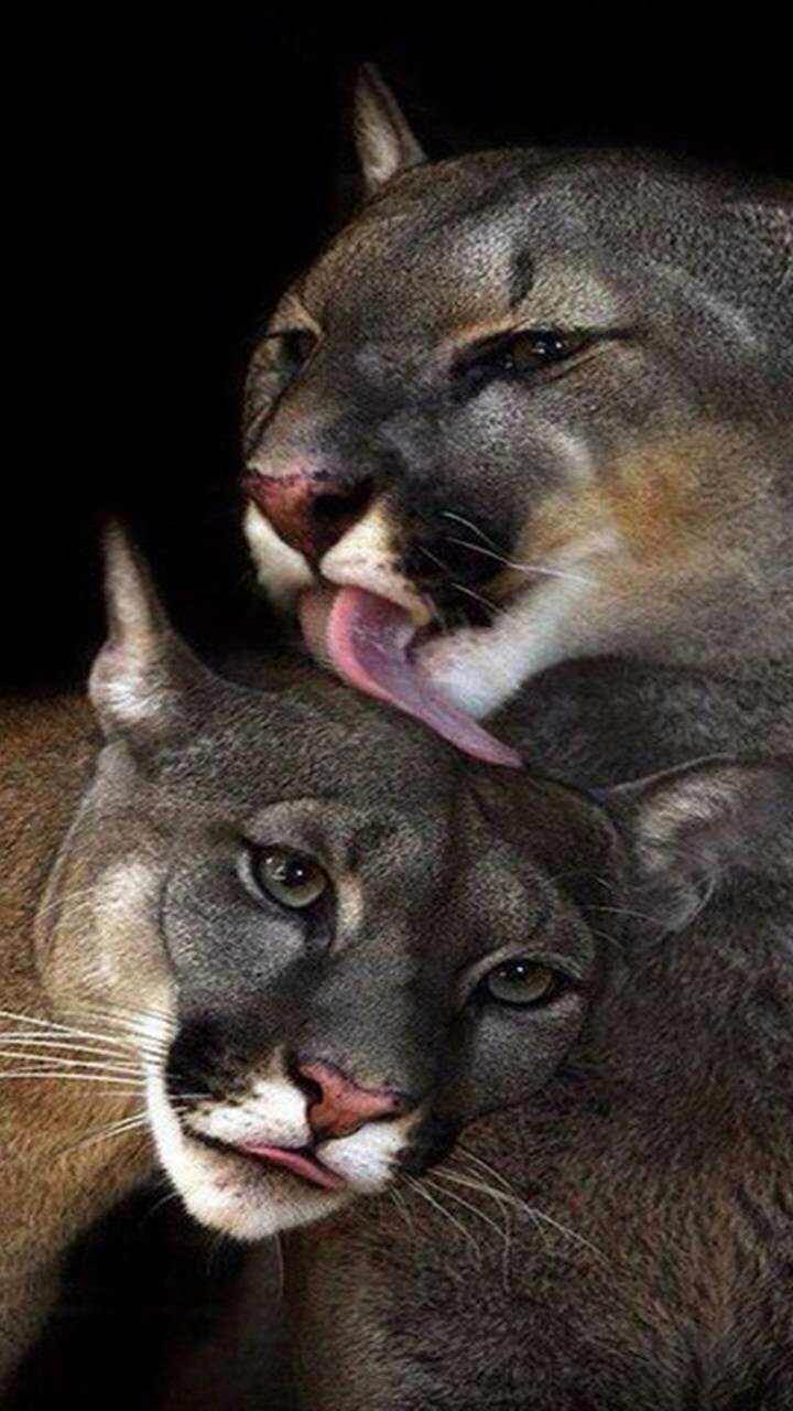 Amor