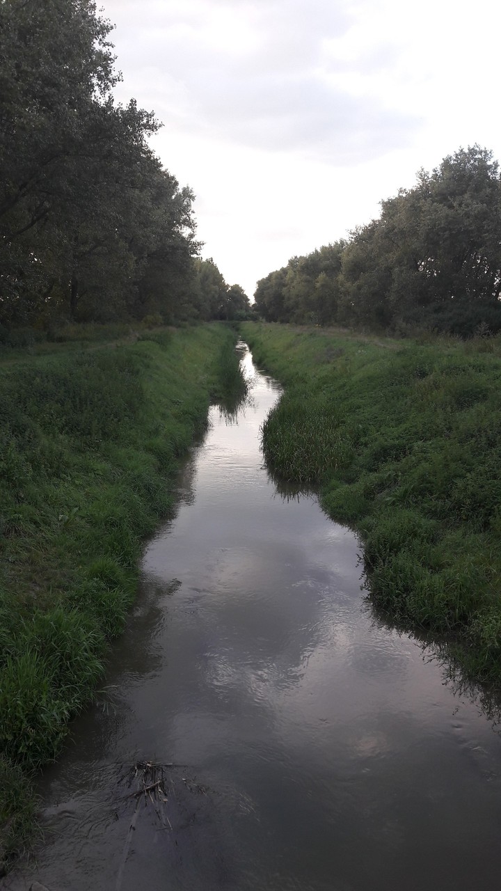 Water and Tree