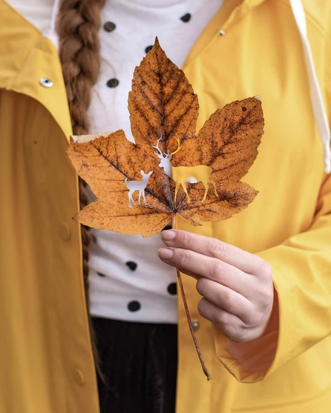 植物, outerwear壁纸