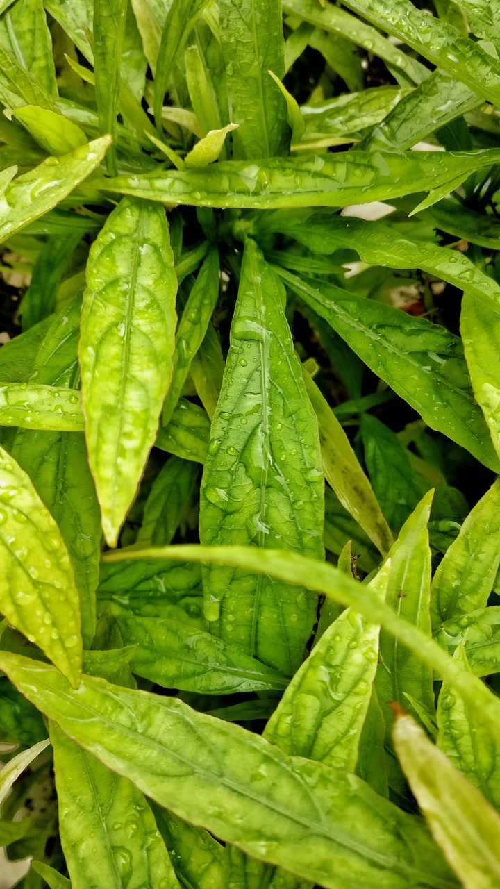 Leaf