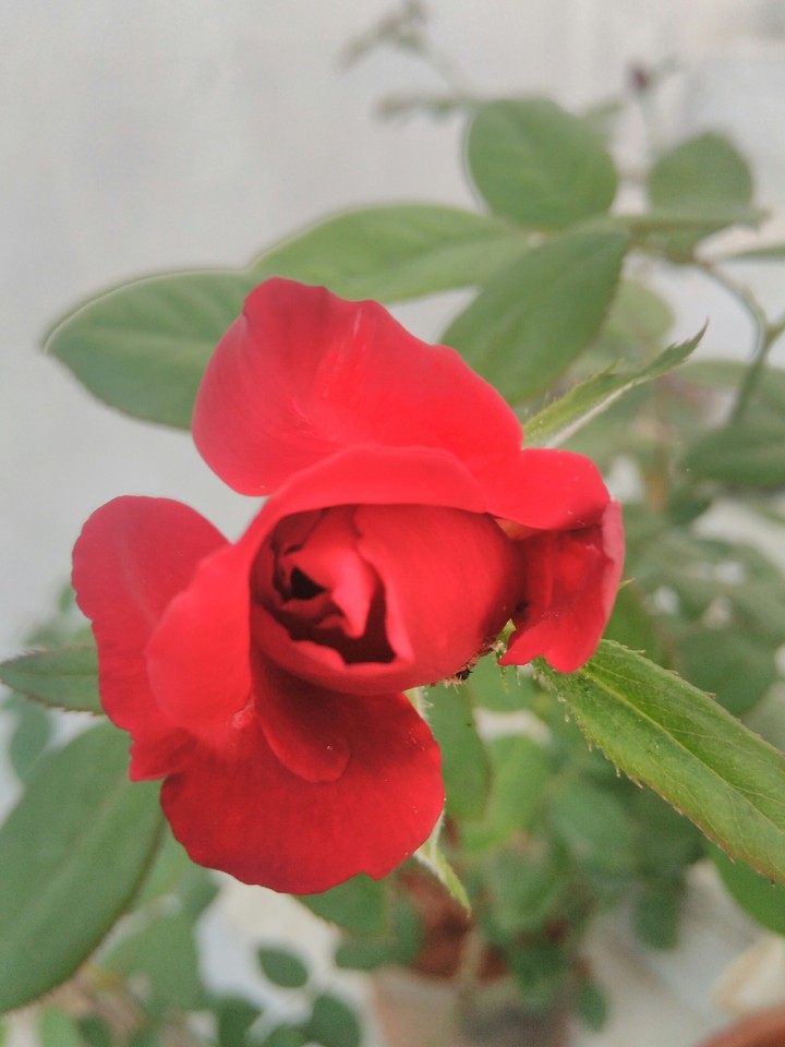 red rse