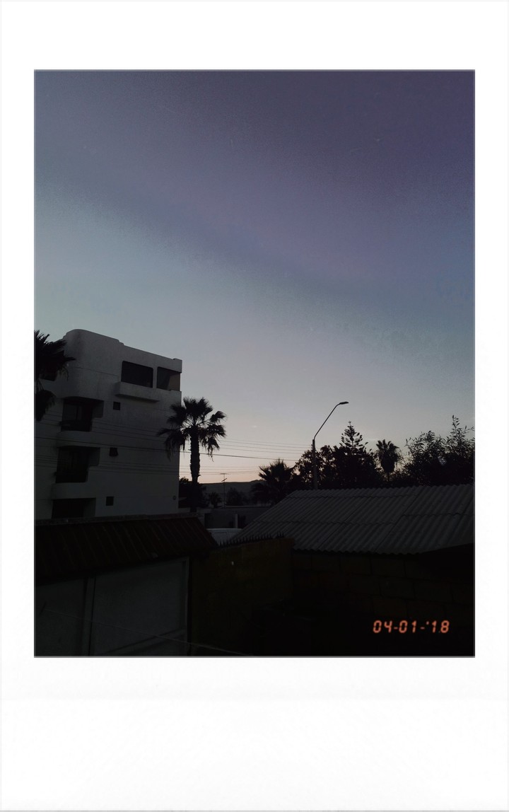 Palms