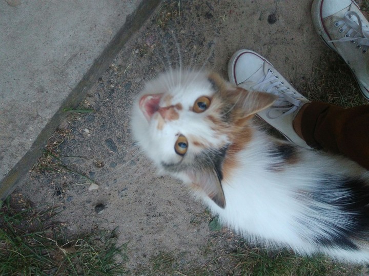 meow