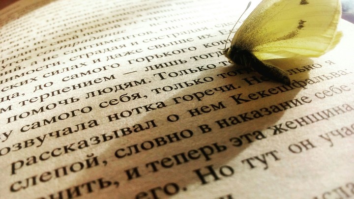 butterfly
