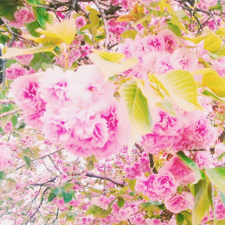 ピンクの花