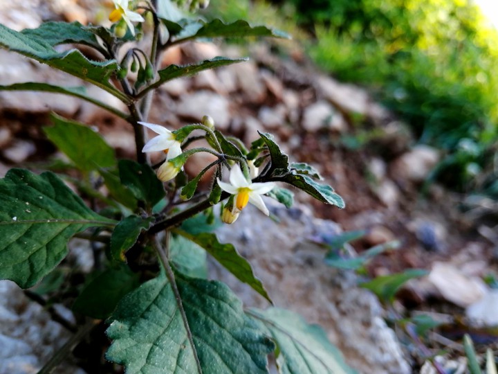 Little plant