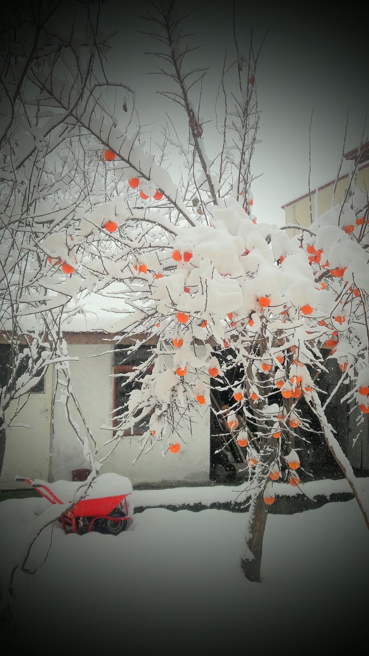hurma ve kar