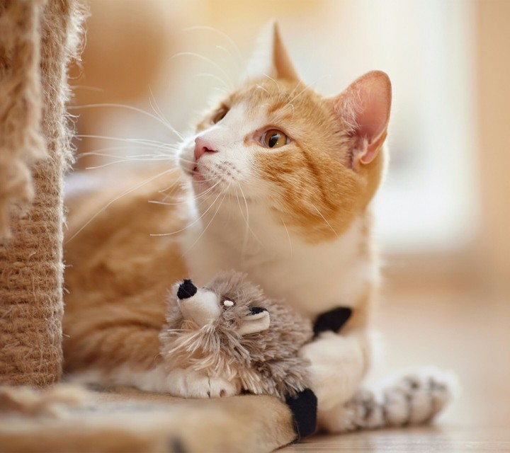 cat