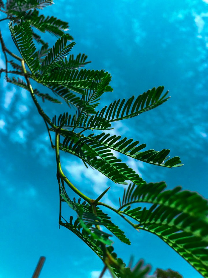 greenery