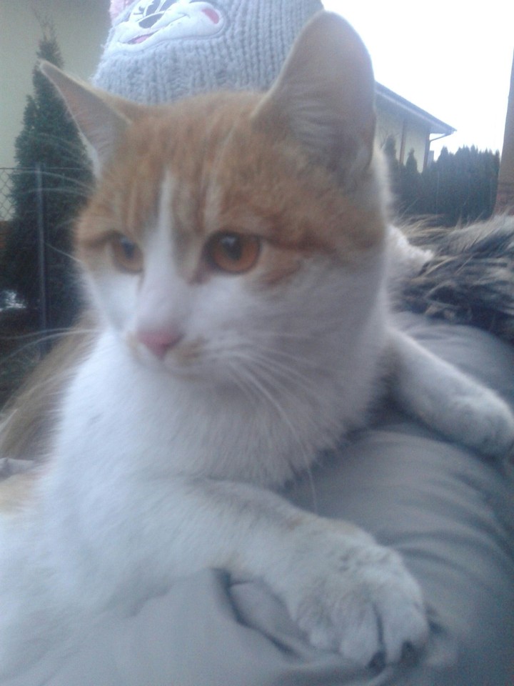cat
