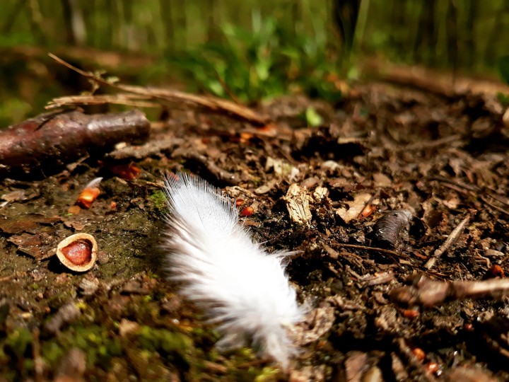 bird feathers