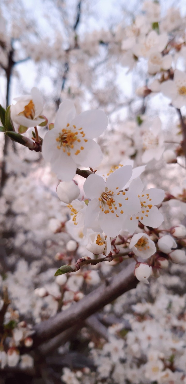 Spring