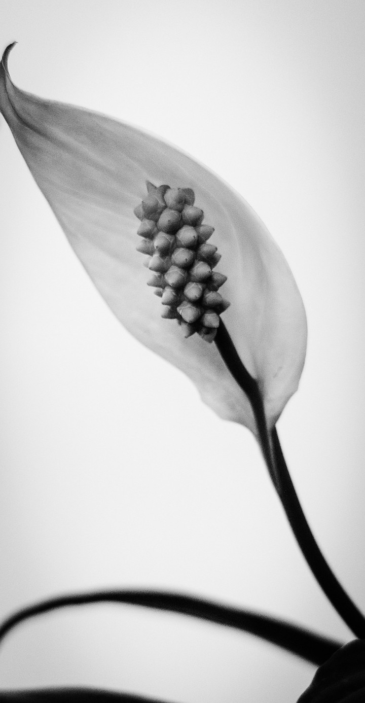 BW