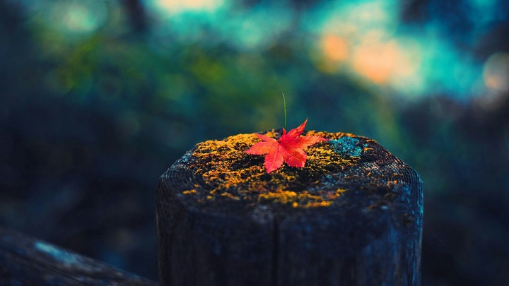 Autumn HD Wallpaper