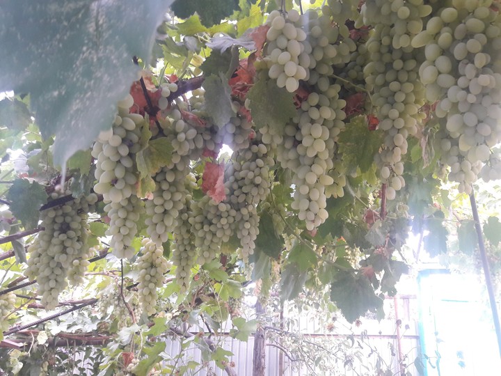 Grapes