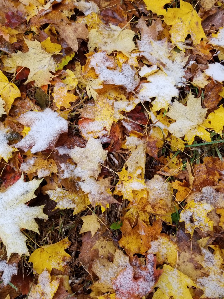 Snowy Leaves