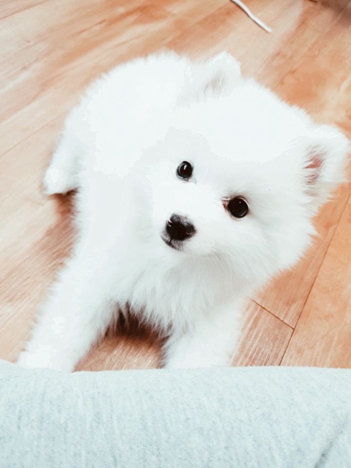 금둥이