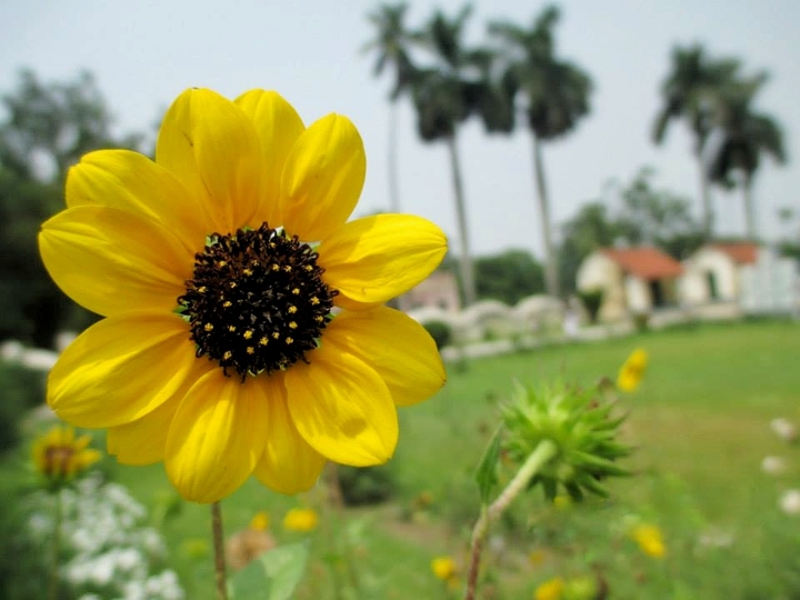 Sun-Flower