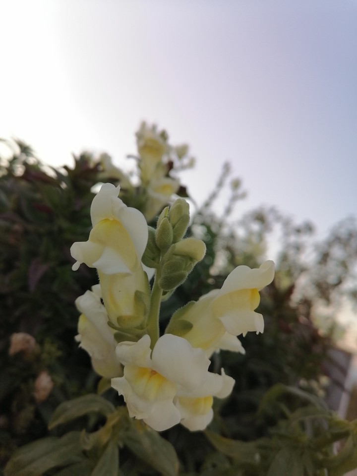 kurd