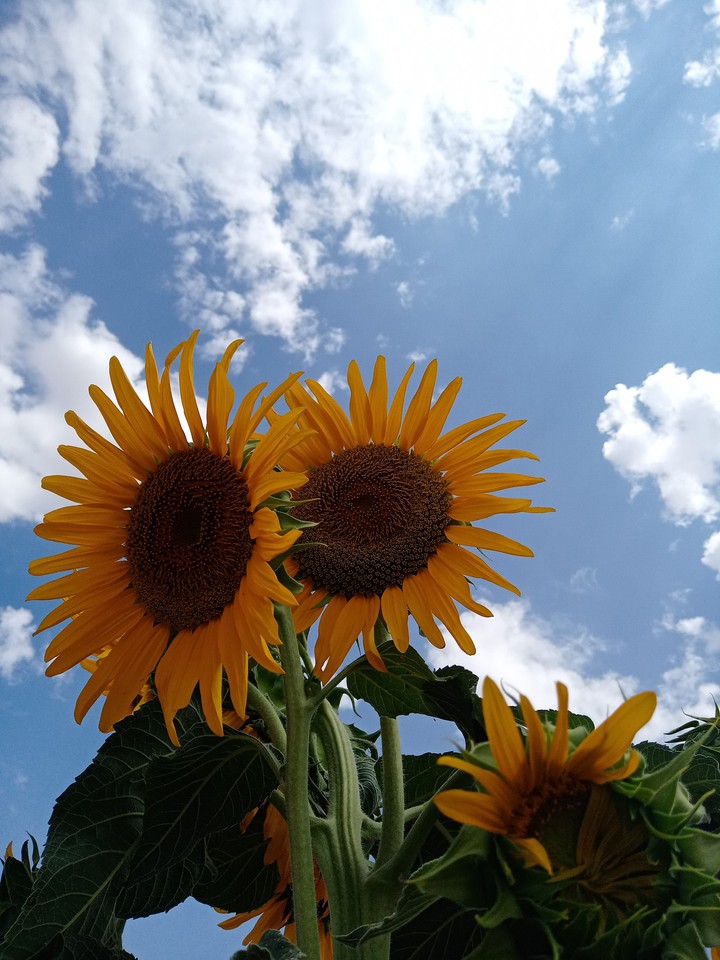 Sun flowers