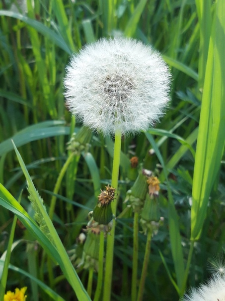 white circle