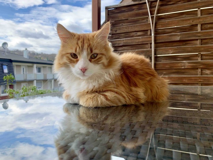 catlove