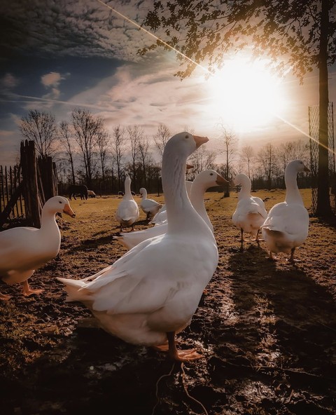 Bird, Beak, Ducks