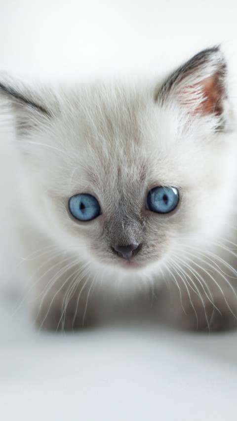 #Cat